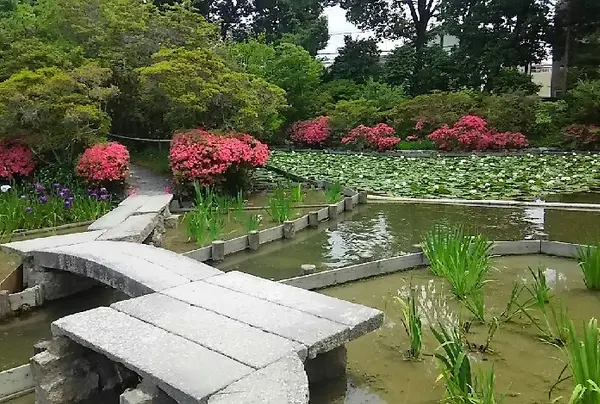 神苑が素晴らしいです