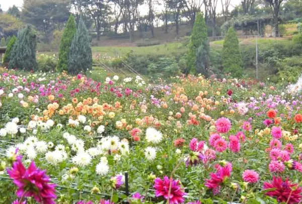 10月　町田ダリア園