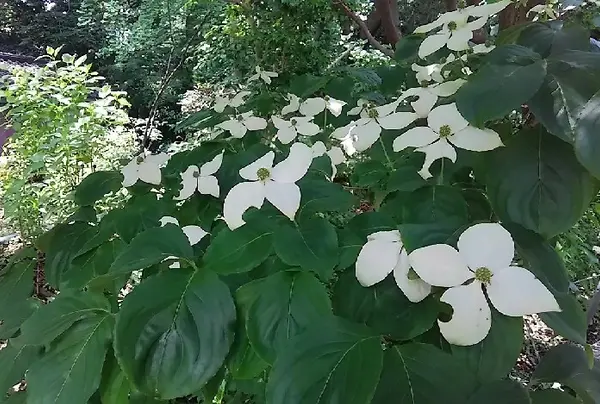 ヤマボウシ