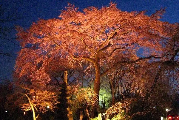 超穴場！桜守りの桜
