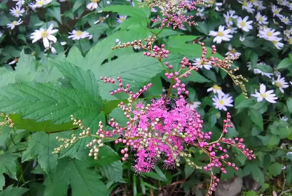 野の花もいっぱい咲いてます🌼