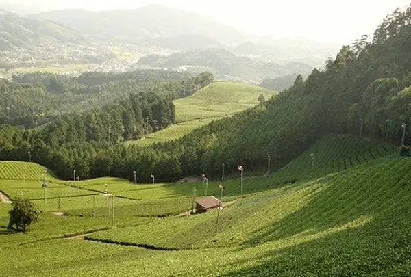 原山の茶畑の写真・動画_image_73865