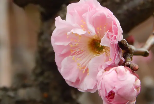 茶庵の写真・動画_image_354412