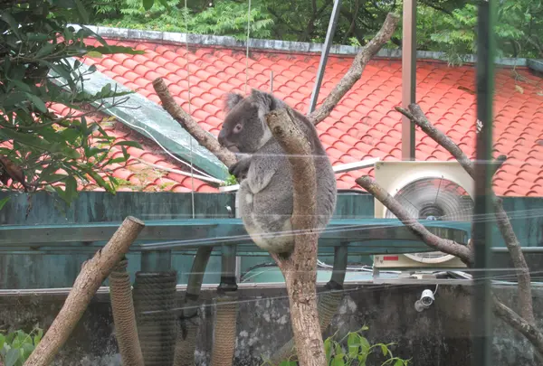 台北市立動物園無尾熊館の写真・動画_image_525584