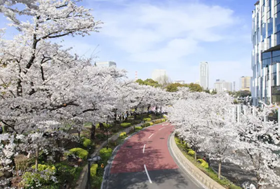 壮麗な桜並木を散策