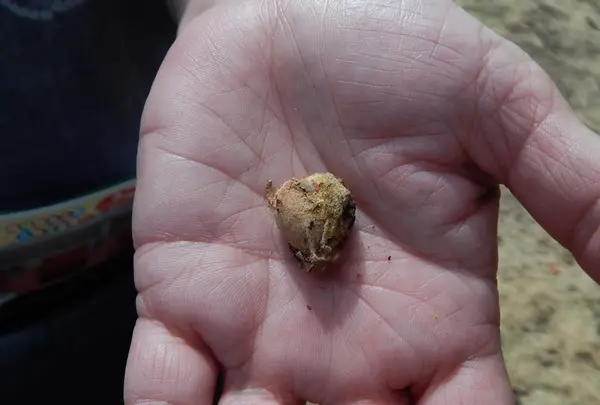 興福寺の写真・動画_image_91311