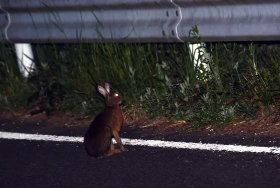 ニホンノウサギ