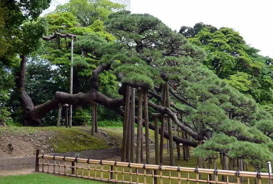 『三百年の松』は都内最大の黒松