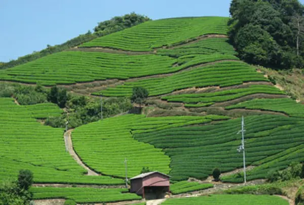 石寺の茶畑の写真・動画_image_179132