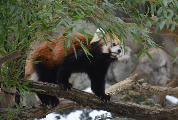 東京都多摩動物公園の写真・動画_image_16972