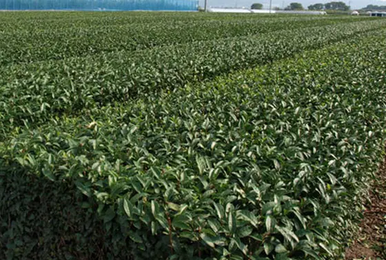 八女茶でひといき