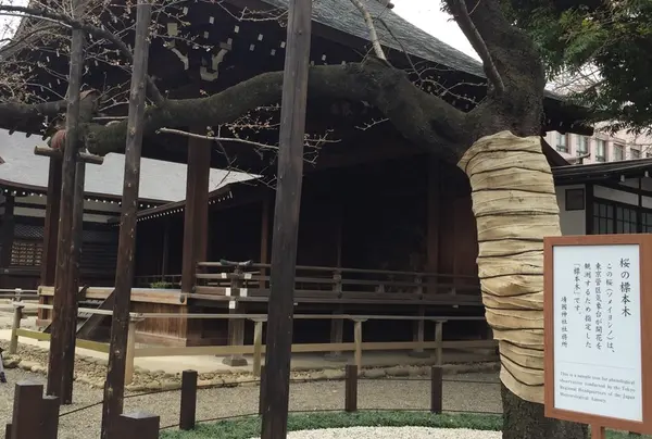 標本木は鳥居の内側すぐ。