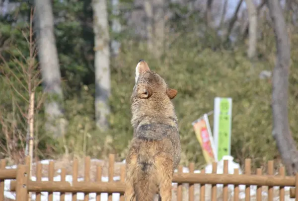 東京都多摩動物公園の写真・動画_image_16992