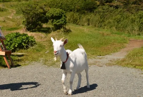 芦ノ湖スカイラインの写真・動画_image_181612