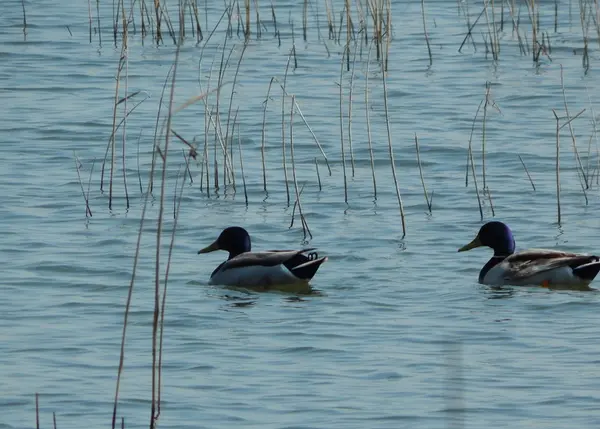 いろんな水鳥がやってきます