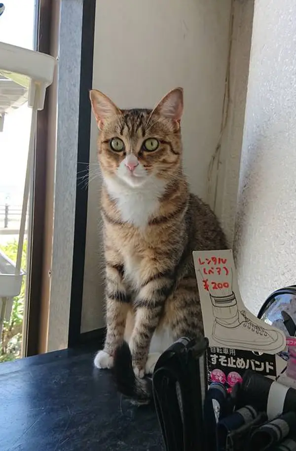 可愛い可愛い看板ねこさん