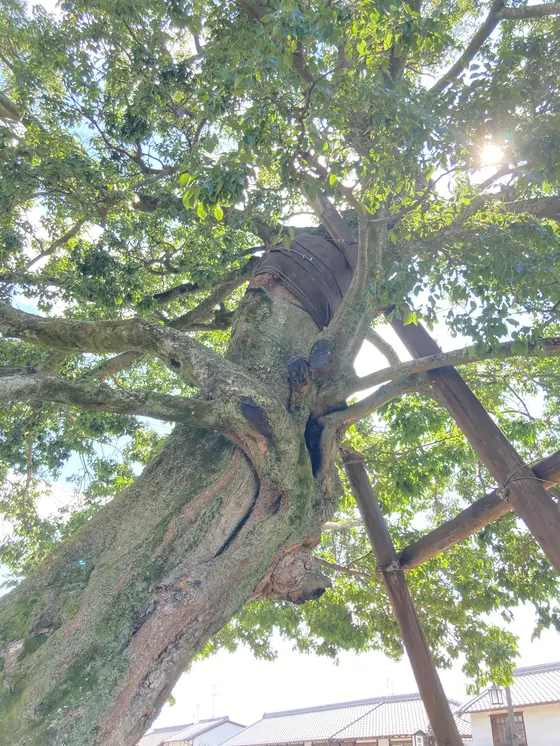 蘇武橋のエノキ