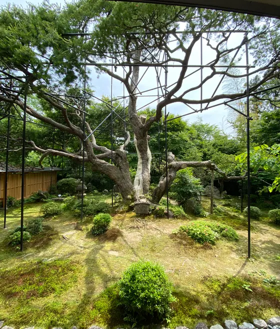◎樹齢700年(！)の五葉松