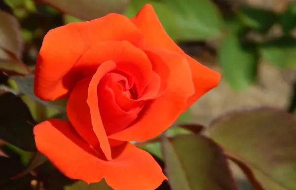 10月から「ローズフェスタ」が開催されます🌹