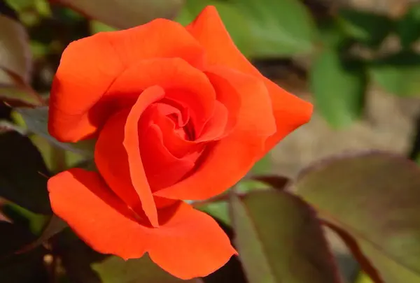 神戸市立須磨離宮公園の写真・動画_image_308775