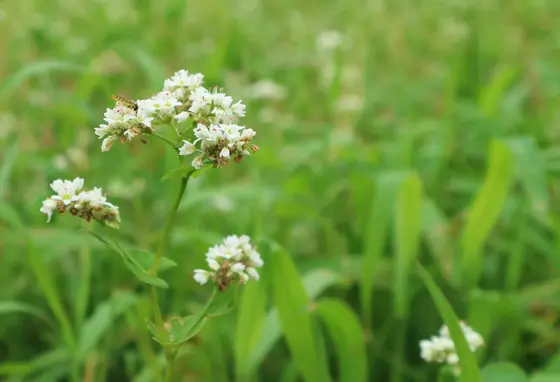 白く小さなそばの花