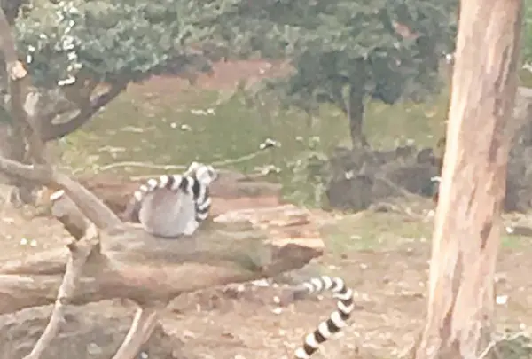 伊豆シャボテン動物公園の写真・動画_image_342831
