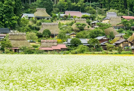 かやぶき屋根とそばの花のコラボ