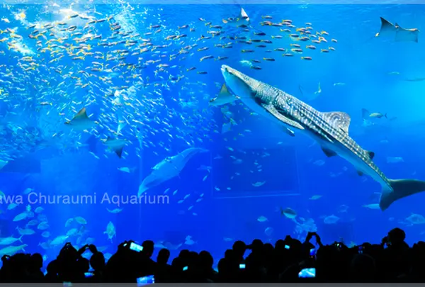 沖縄美ら海水族館