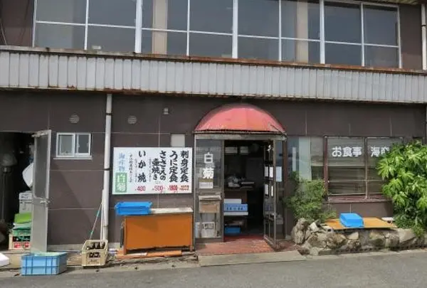 白菊