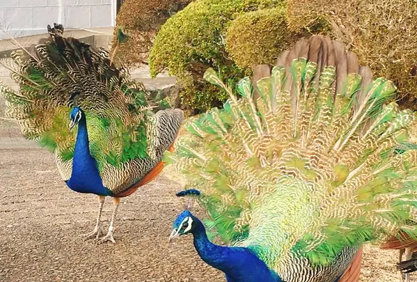 伊豆シャボテン動物公園の写真・動画_image_342828