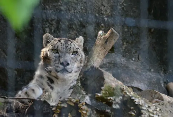 東京都多摩動物公園の写真・動画_image_16985