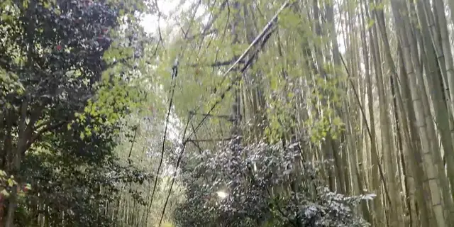 【京都】スイーツと春の景色を堪能するぶらり京都の旅🌸