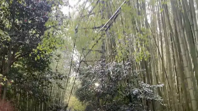 【京都】スイーツと春の景色を堪能するぶらり京都の旅🌸
