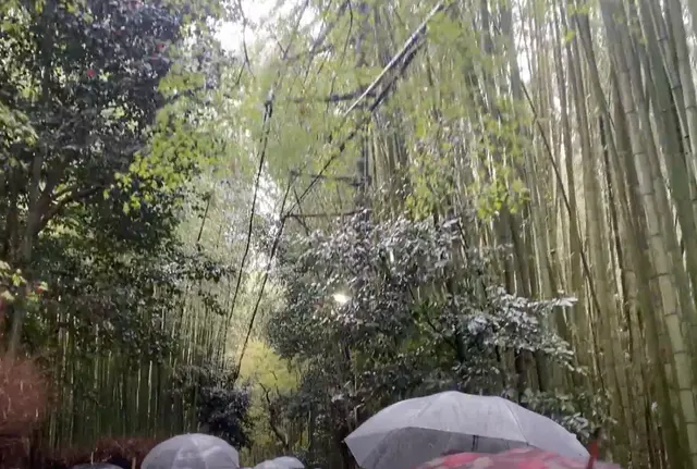【京都】スイーツと春の景色を堪能するぶらり京都の旅🌸