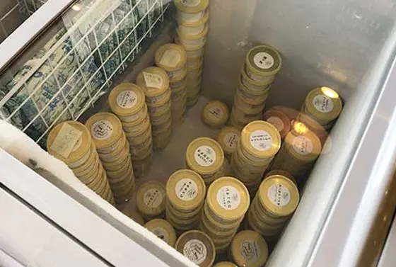 カップ詰めジェラート　400円