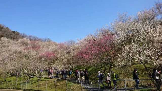先人の夢をつなぐ第４０回高尾梅郷　梅まつり