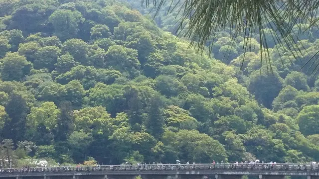 新緑の嵐山、世界遺産 天龍寺と仁和寺