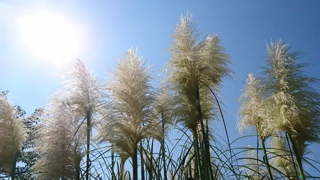 長瀞秋の七草寺めぐり