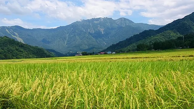 【田舎暮らしに憧れて】日本一の米どころ南魚沼市で稲刈り体験