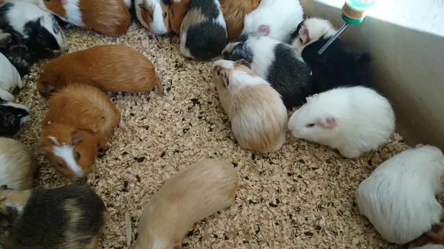 井の頭自然文化園の動物園と水生物園