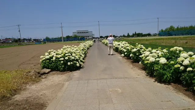 ふじとあじさいの道