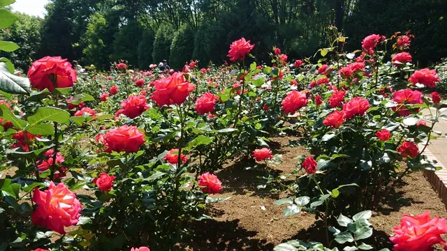 智光山公園&レストランサイボク (SAIBOKU)