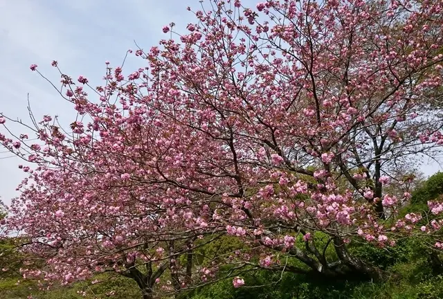 まだまだあります菊池の桜＆草木の萌える緑＆日本の名湯百選菊池温泉でつるつる美肌の温泉三昧