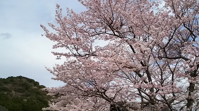 三重県・大台町桜スポット巡り2016