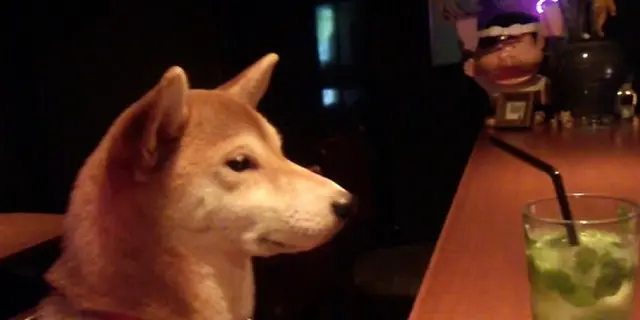 柴犬の店長ハナさんのいる渋谷のBar & さわげる学校＆オタク系Bar