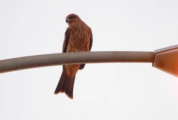 鳶が何かを狙っています