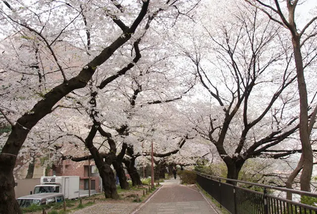【東京】有名処をまわるのんびりお花見散歩