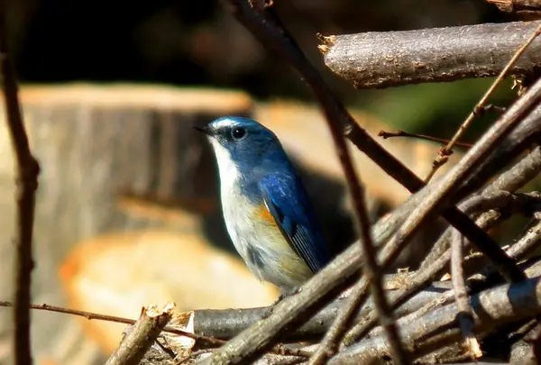 上野原市の写真・動画_image_54181