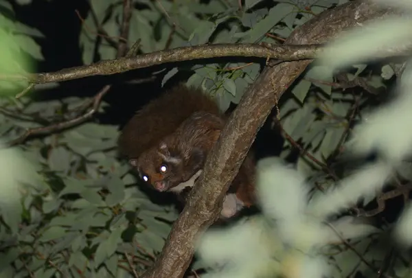 上野原市の写真・動画_image_54177