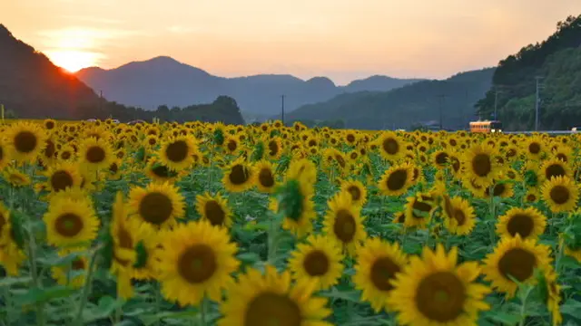関西最大級の南光ひまわり畑を見に行こう!